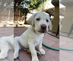 Small #4 Labrador Retriever