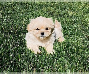 Maltipoo Puppy for Sale in ROSEVILLE, California USA