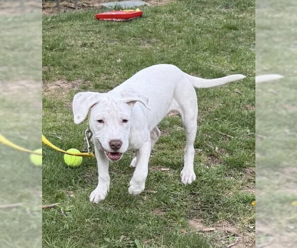 Medium Photo #10 Labrador Retriever-Unknown Mix Puppy For Sale in New York, NY, USA