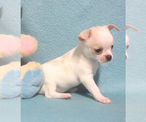 Chihuahua Puppy for sale in CABOOL, MO, USA