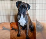 Small Photo #3 Boxer Puppy For Sale in Duluth, MN, USA