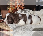 Small #3 English Springer Spaniel