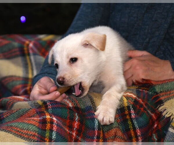 Medium Photo #12 Shepradors Puppy For Sale in Princeton, MN, USA