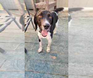 Pointer Dogs for adoption in garner, NC, USA