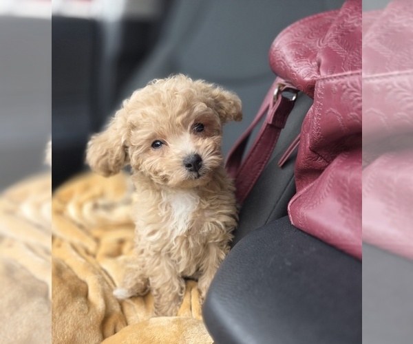 Medium Photo #45 Poodle (Toy) Puppy For Sale in DYERSBURG, TN, USA