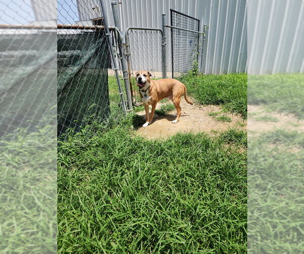Medium Photo #3 Mutt Puppy For Sale in Evansville, IN, USA