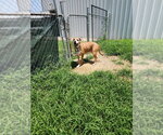 Small #2 Mutt