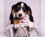 Small Photo #100 Dachshund Puppy For Sale in WARSAW, IN, USA