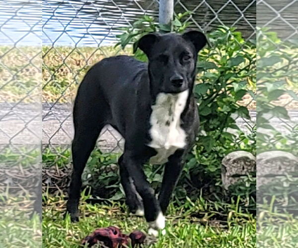 Medium Photo #4 Labrador Retriever-Unknown Mix Puppy For Sale in Royal Palm Beach, FL, USA