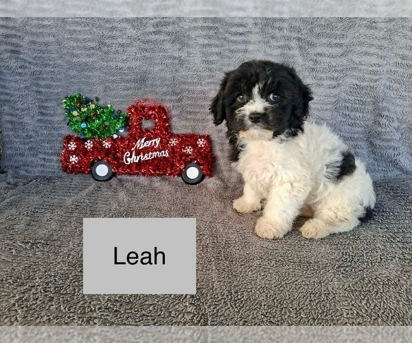 Medium Photo #3 Cavachon Puppy For Sale in MOUNT PLEASANT, MI, USA