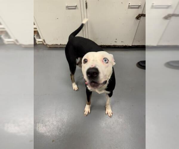 Medium Photo #1 American Pit Bull Terrier-Huskies  Mix Puppy For Sale in Peoria, IL, USA