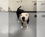 Small American Pit Bull Terrier-Huskies Mix