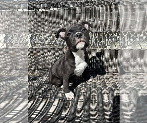 Medium Photo #4 Mutt Puppy For Sale in Holly Springs, NC, USA