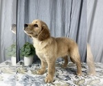 Small Photo #5 Golden Retriever Puppy For Sale in GREENWOOD, IN, USA