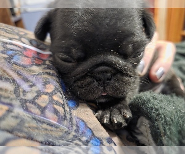 Medium Photo #18 Pug Puppy For Sale in HILLSDALE, MI, USA