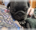 Small #17 Pug