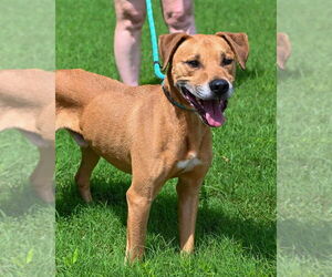 Boxador Dogs for adoption in Glen Allen, VA, USA