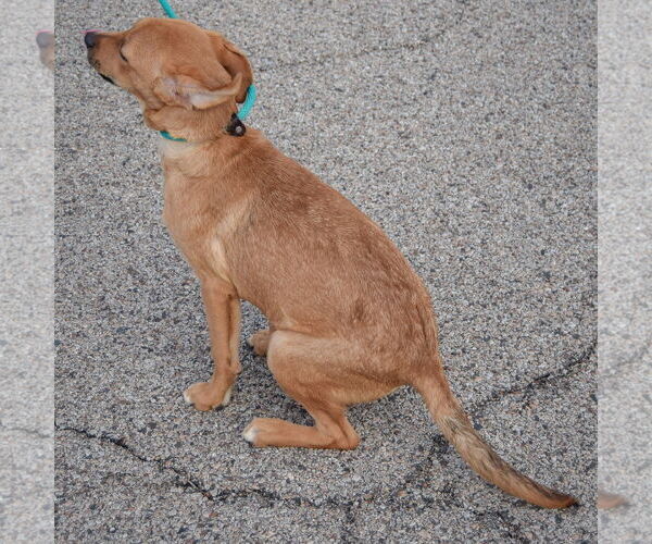 Medium Photo #4 Boxador Puppy For Sale in Huntley, IL, USA