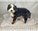 Small Photo #71 Bernedoodle Puppy For Sale in COLORADO SPRINGS, CO, USA
