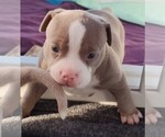 Small Photo #21 American Bully Puppy For Sale in COUDERSPORT, PA, USA
