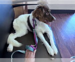 Small Photo #5 Brittany-Unknown Mix Puppy For Sale in Curwensville, PA, USA
