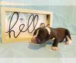 Small #3 Great Dane