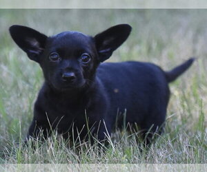 Chihuahua Dogs for adoption in Mechanicsburg, PA, USA