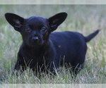 Small Chihuahua