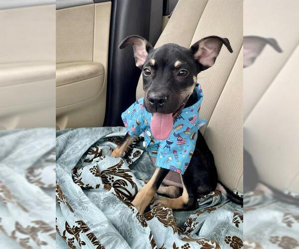Medium Photo #2 German Shepherd Dog-Unknown Mix Puppy For Sale in Pasadena, TX, USA