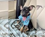 Small #1 German Shepherd Dog Mix