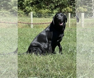 Mother of the Labrador Retriever puppies born on 03/22/2026