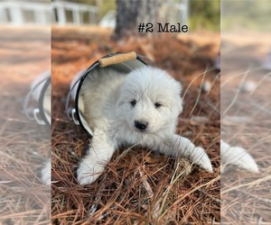 Great Pyrenees Puppy for Sale in NEW BERN, North Carolina USA