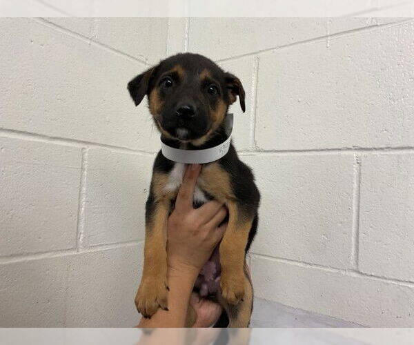 Medium Photo #1 German Shepherd Dog-Unknown Mix Puppy For Sale in San Bernardino, CA, USA