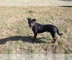 Star Crunch - Male Mutt Dog for Adoption - Photo #2