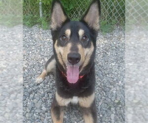 Siberian Husky-Unknown Mix Dogs for adoption in Anchorage, AK, USA