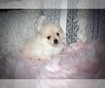 Small Photo #1 Pomeranian Puppy For Sale in BANKS SPRINGS, LA, USA