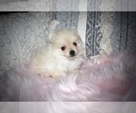 Small Pomeranian