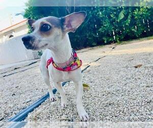 Jack Russell Terrier-Unknown Mix Dogs for adoption in Plantation, FL, USA