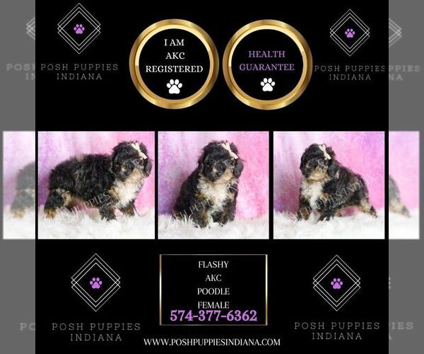 Medium Photo #2 Poodle (Toy) Puppy For Sale in WARSAW, IN, USA