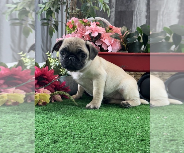 Medium Photo #1 Pug Puppy For Sale in CANOGA, NY, USA