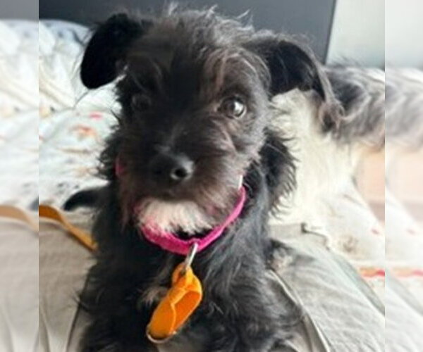 Medium Photo #1 Mutt Puppy For Sale in Fort Collins, CO, USA