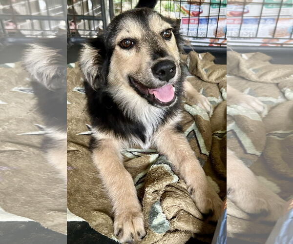 Medium Photo #2 Huskies -Unknown Mix Puppy For Sale in Okolona, MS, USA