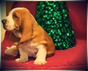 Basset Hound Puppy for sale in WINDSOR, MO, USA