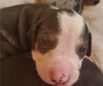 Small Photo #3 Catahoula Leopard Dog Puppy For Sale in WADDY, KY, USA
