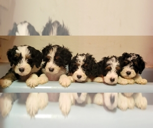 Miniature Bernedoodle Puppy for sale in SHOREWOOD, IL, USA