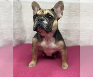 Mother of the French Bulldog puppies born on 07/12/2025