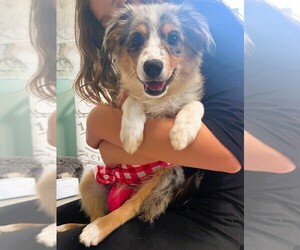 Miniature Australian Shepherd Puppy for sale in JACKSONVILLE, FL, USA