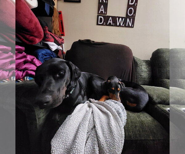Medium Photo #1 Doberman Pinscher Puppy For Sale in Buffalo, MN, USA
