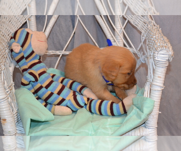 Medium Photo #4 Golden Retriever Puppy For Sale in OWEN, WI, USA