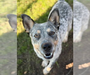 Mutt Dogs for adoption in Canton, CT, USA